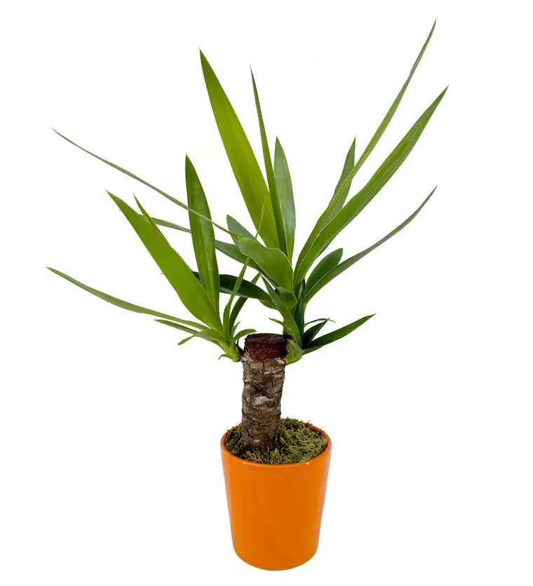 Yuka - Yucca Turuncu Nora - Amasya çiçek siparişi